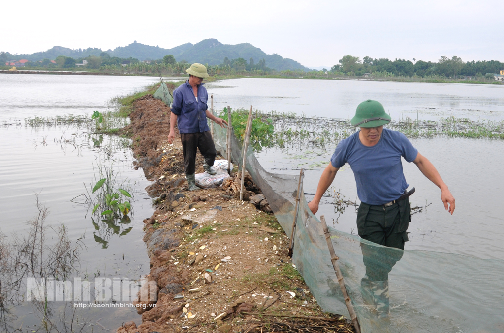 Gia Viễn đẩy mạnh thu hoạch lúa bảo vệ diện tích thủy sản