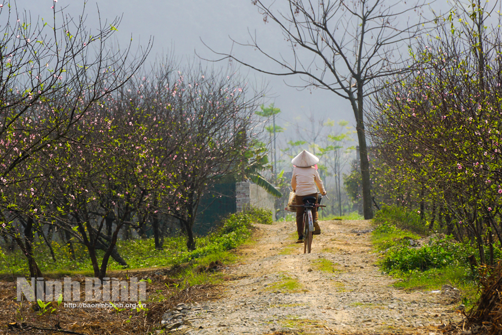 Duyên dáng sắc đào phai Đông Sơn