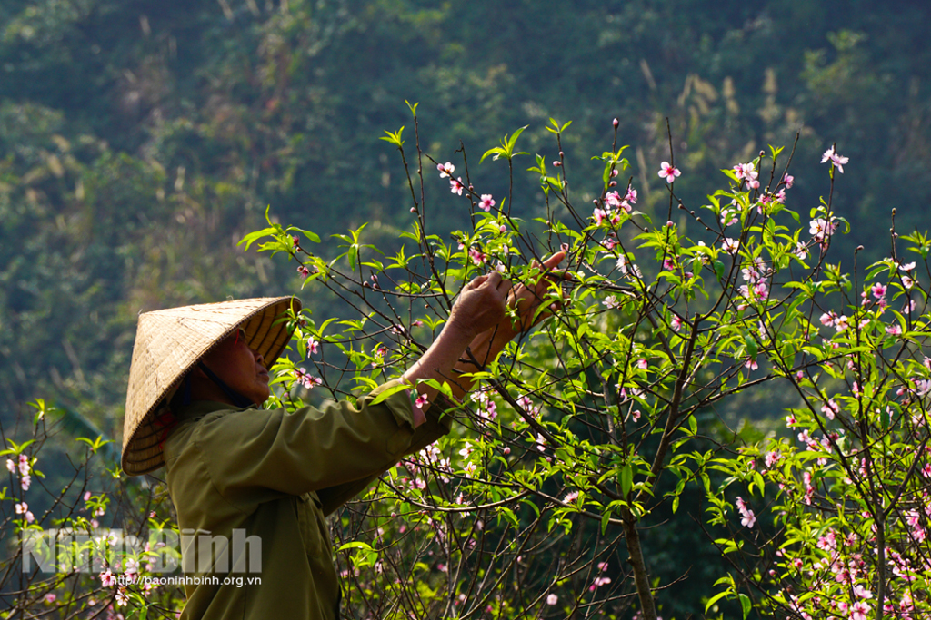 Duyên dáng sắc đào phai Đông Sơn