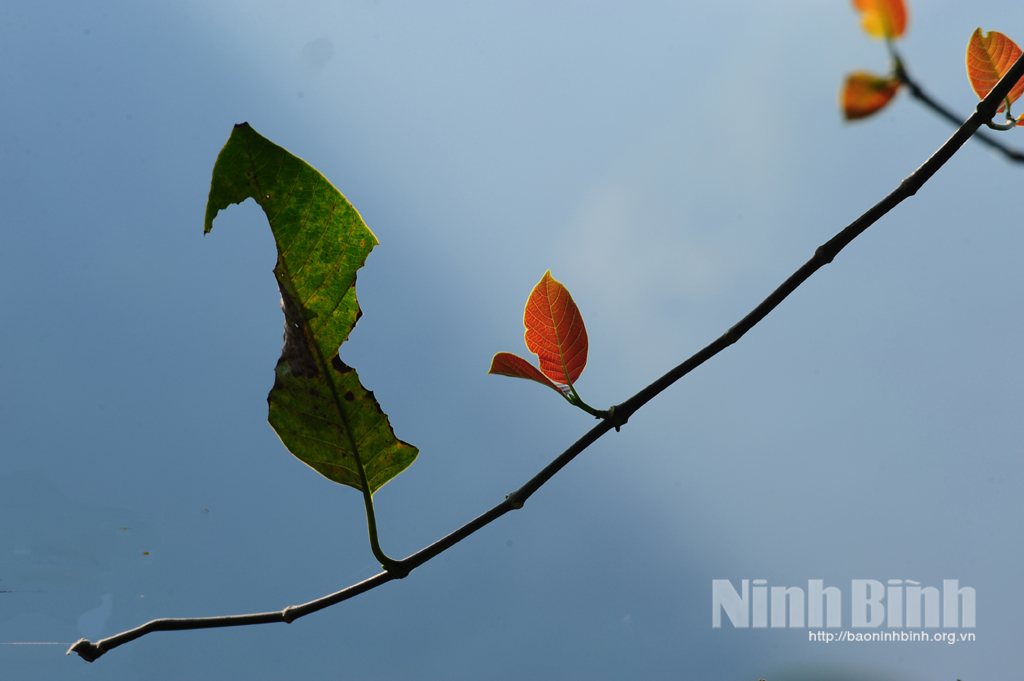 Sắc lá mùa thu