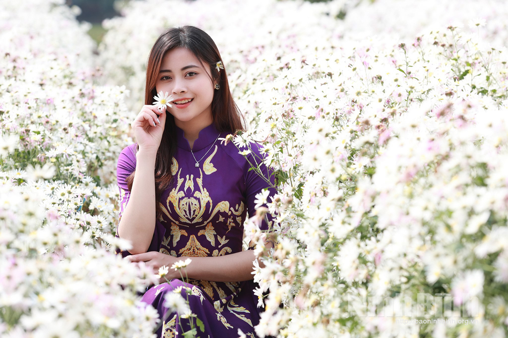 Cúc họa mi giữa sắc đông Ninh Bình