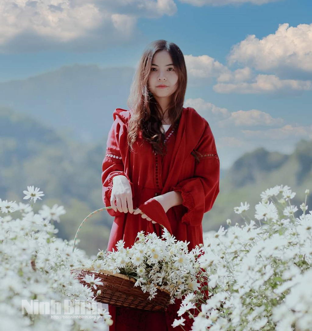 Cúc họa mi giữa sắc đông Ninh Bình