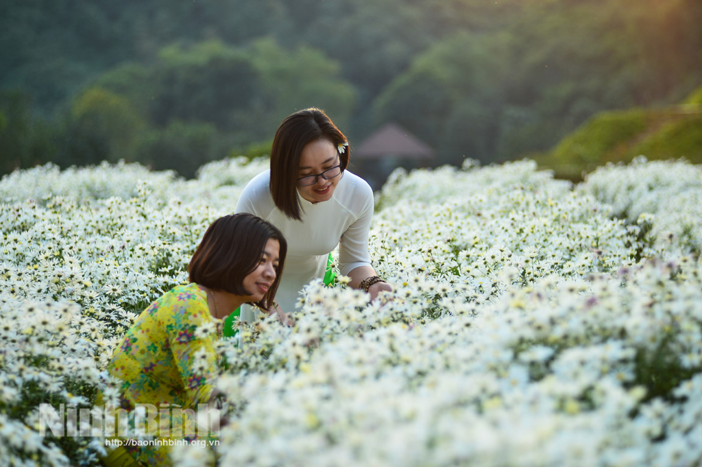 Cúc họa mi giữa sắc đông Ninh Bình
