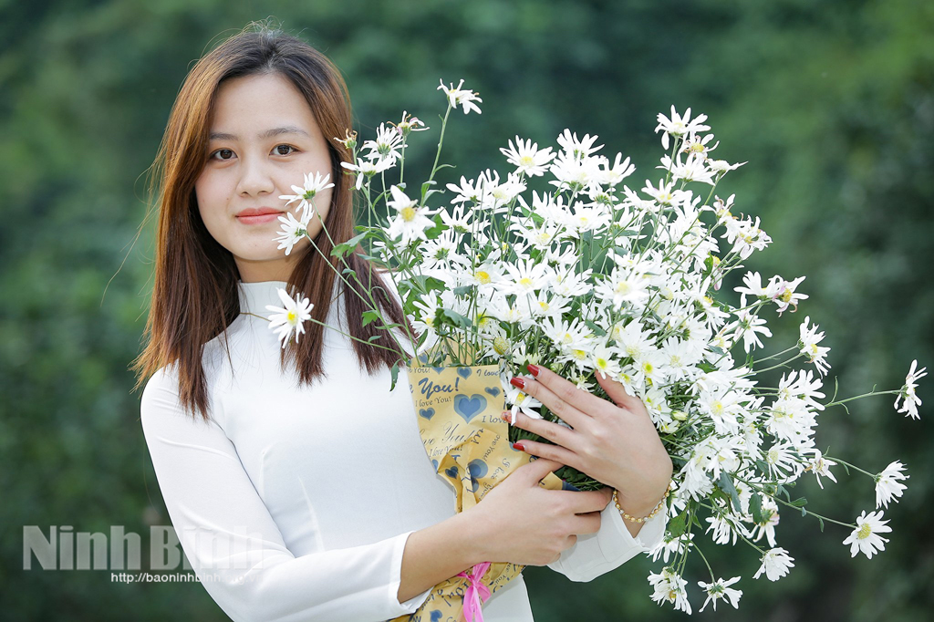 Cúc họa mi giữa sắc đông Ninh Bình