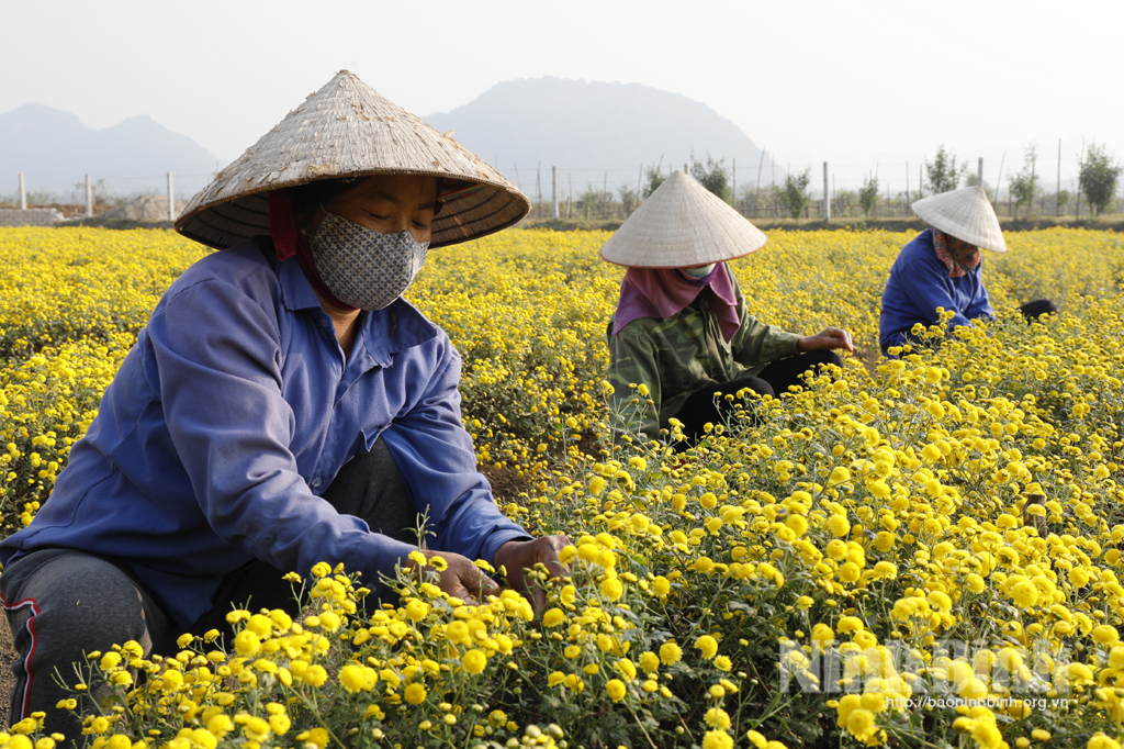 Hoa Cúc chi vào mùa thu hoạch