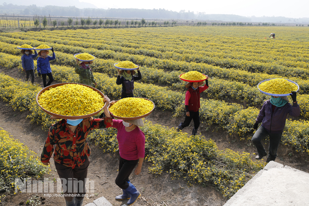 Hoa Cúc chi vào mùa thu hoạch