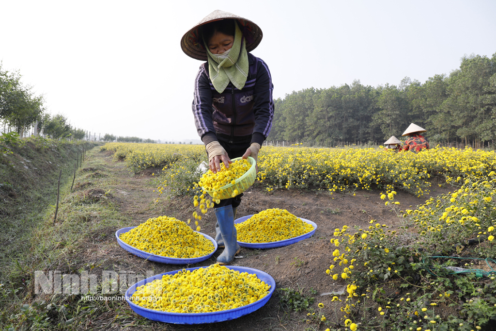 Hoa Cúc chi vào mùa thu hoạch