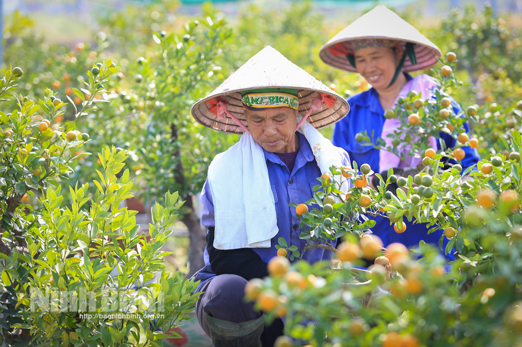 Quất bon sai đón tết