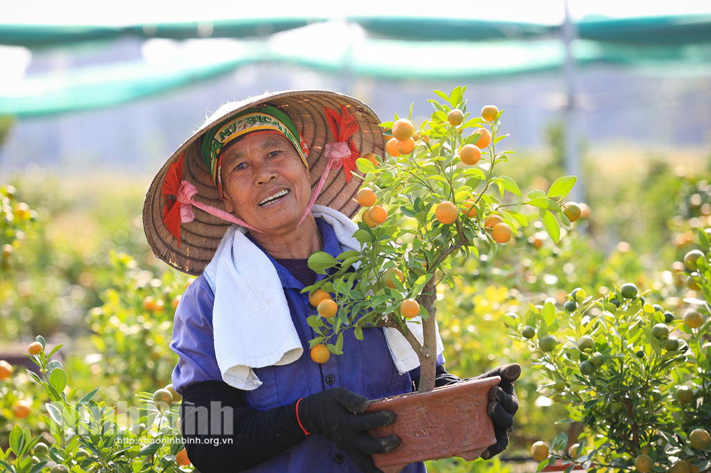 Quất bon sai đón tết