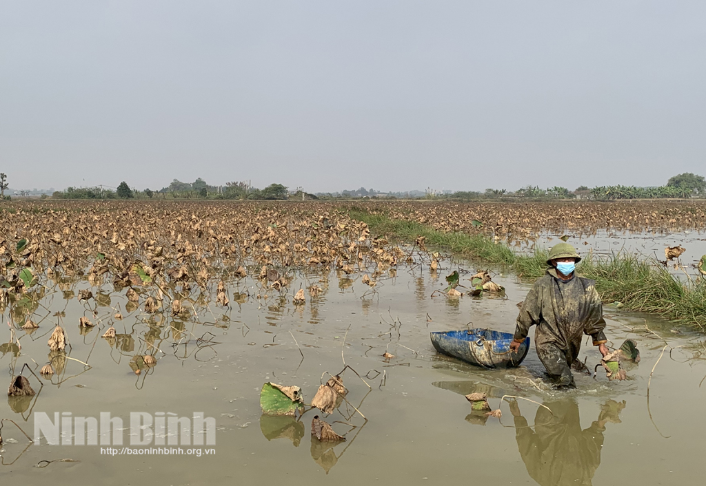 Mô hình trồng sen Nhật lấy củ cho hiệu quả kinh tế cao