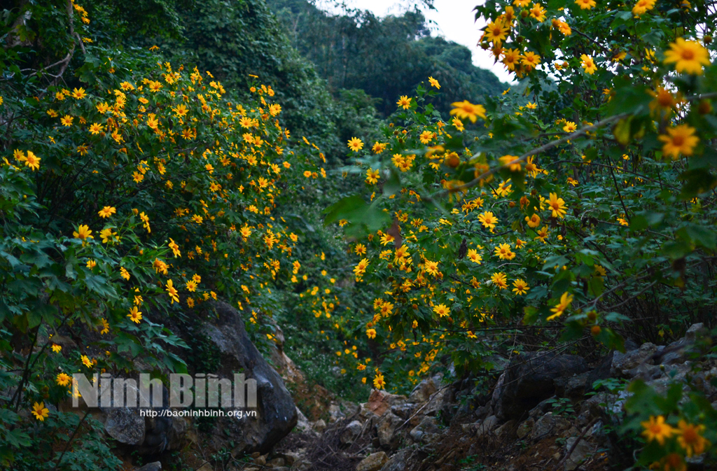 Mùa hoa dã quỳ ở Ninh Bình