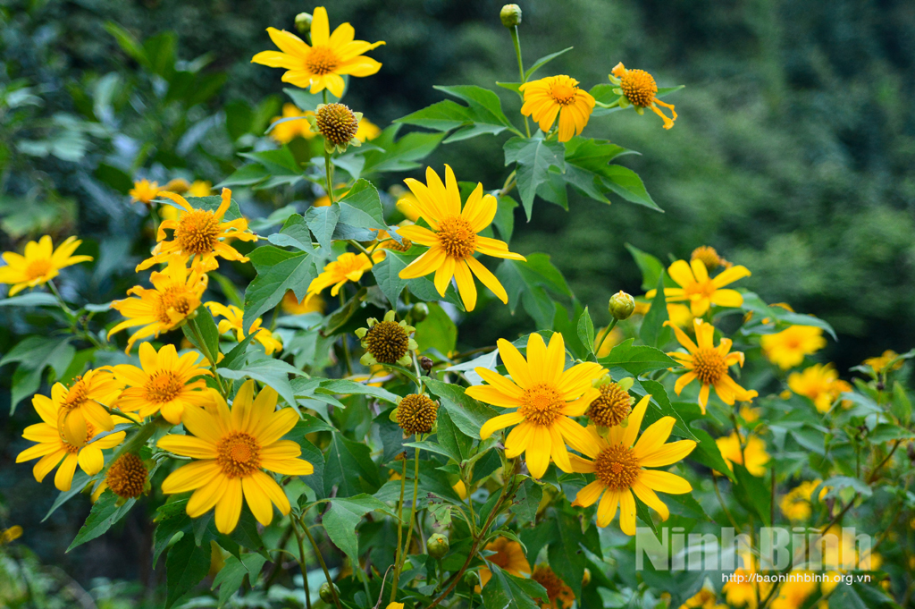Mùa hoa dã quỳ ở Ninh Bình