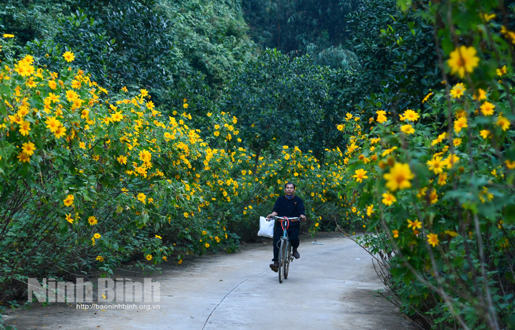 Mùa hoa dã quỳ ở Ninh Bình