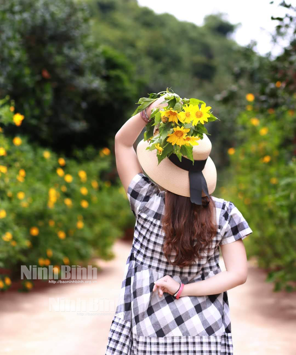 Mùa hoa dã quỳ ở Ninh Bình