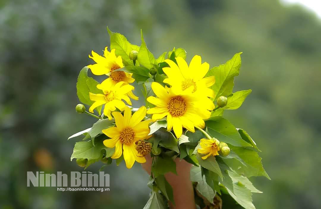 Mùa hoa dã quỳ ở Ninh Bình