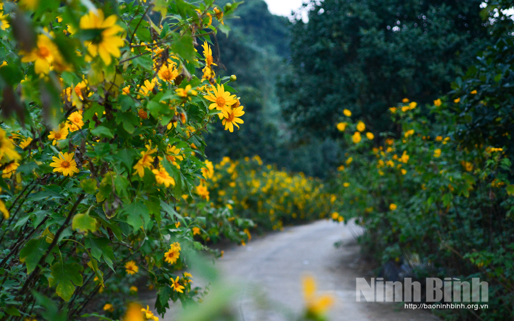 Mùa hoa dã quỳ ở Ninh Bình