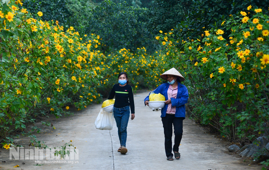 Mùa hoa dã quỳ ở Ninh Bình