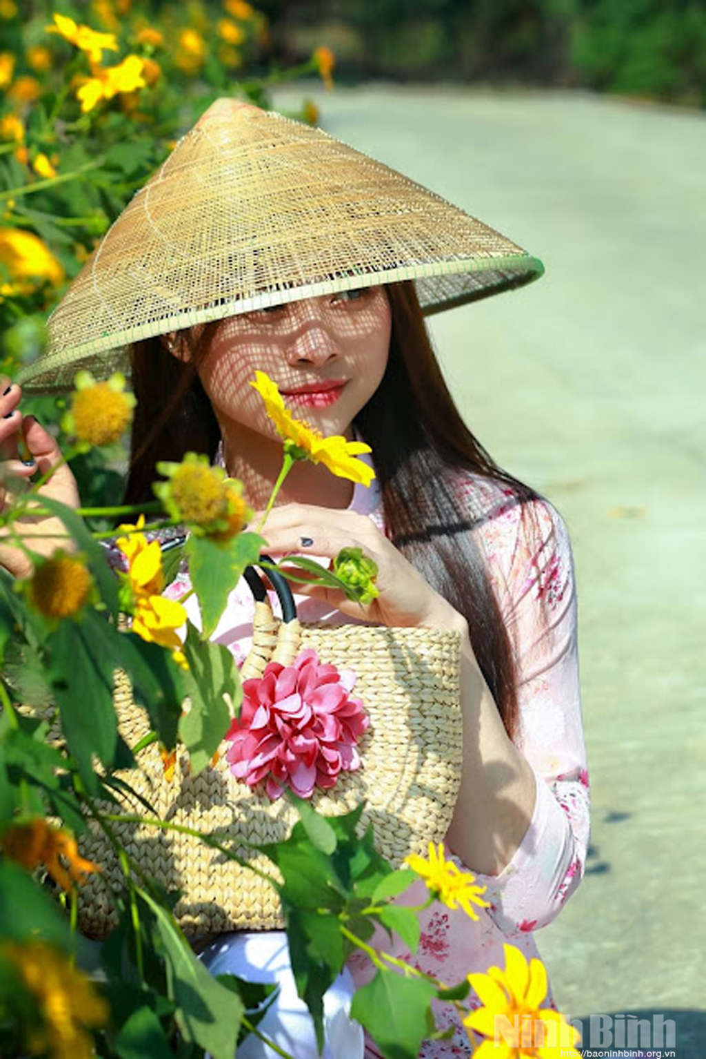 Mùa hoa dã quỳ ở Ninh Bình