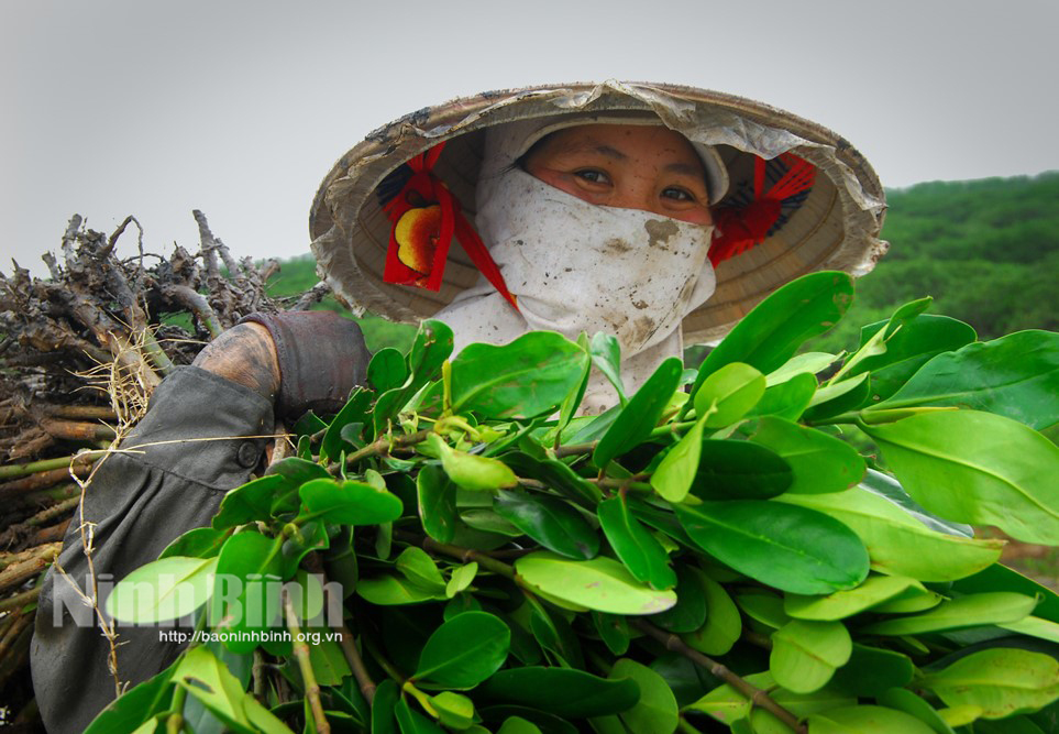 Những người đi trồng rừng