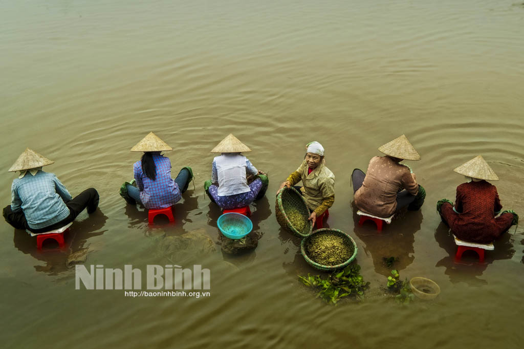 Phụ nữ đồng chiêm