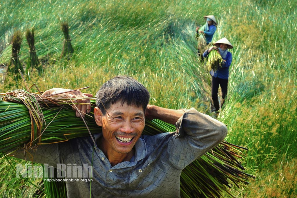 Mùa cói Kim Sơn