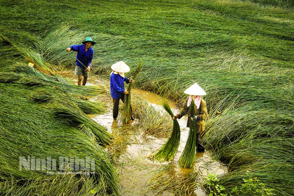 Mùa cói Kim Sơn
