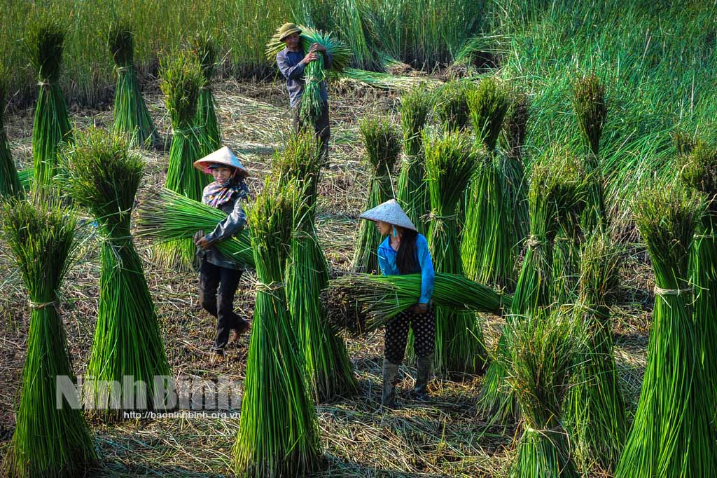 Mùa cói Kim Sơn