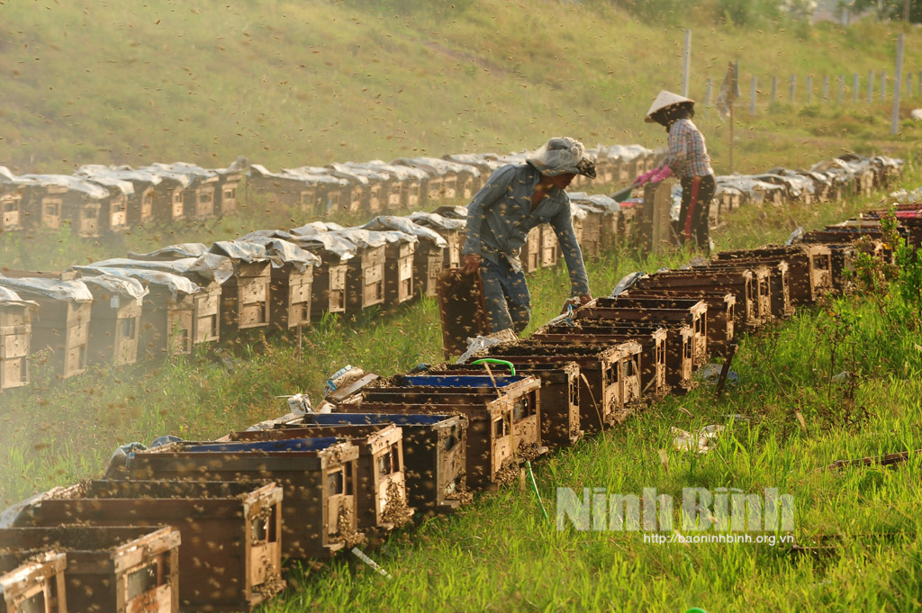 Mùa ong lấy mật