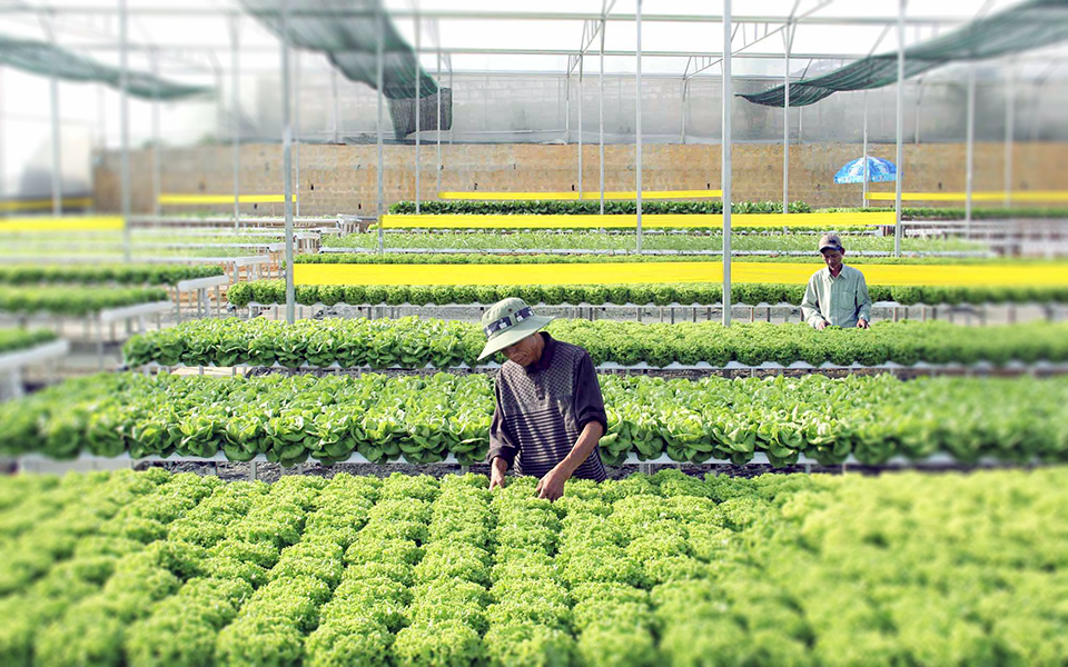 Thời của nông nghiệp 40