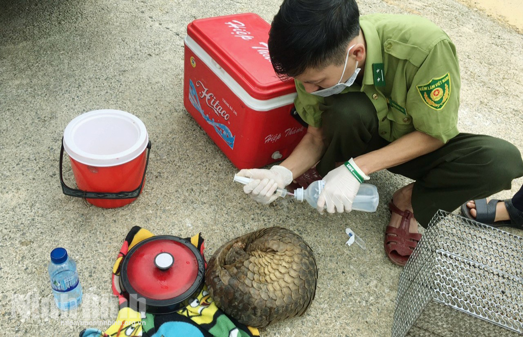 Vượt đại dịch cứu hộ thành công 2 cá thể Tê tê tại Điện Biên