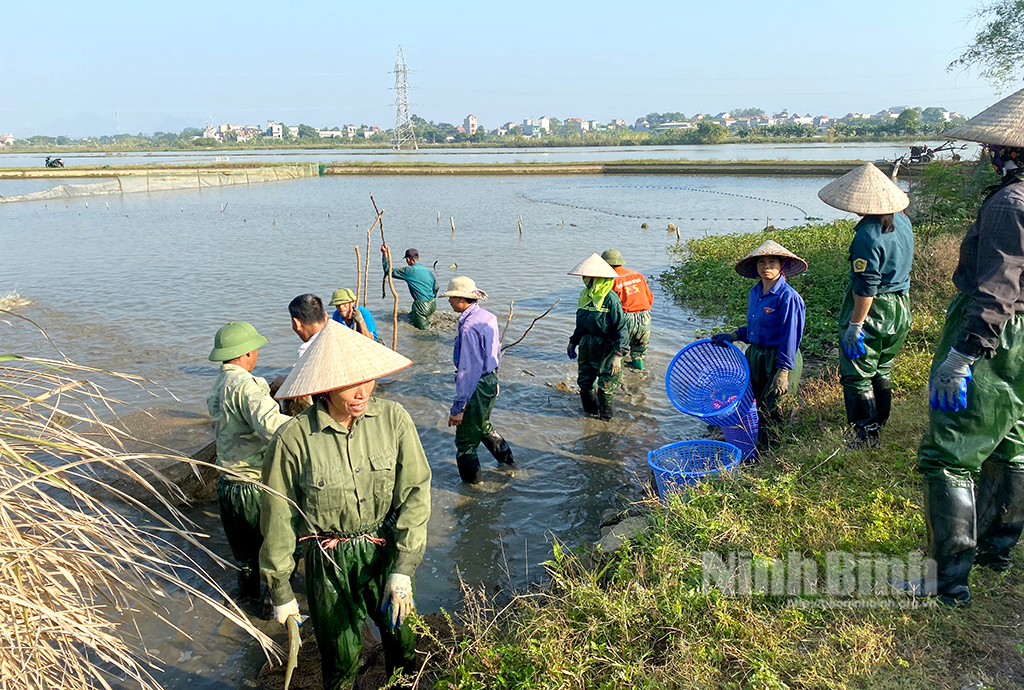 Rộn ràng mùa thu hoạch cá ruộng