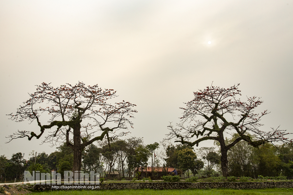 Hoa gạo tháng Ba