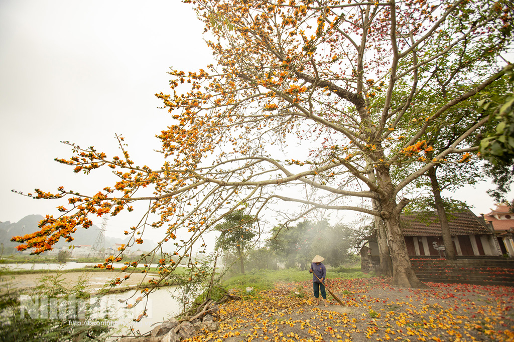 Hoa gạo tháng Ba