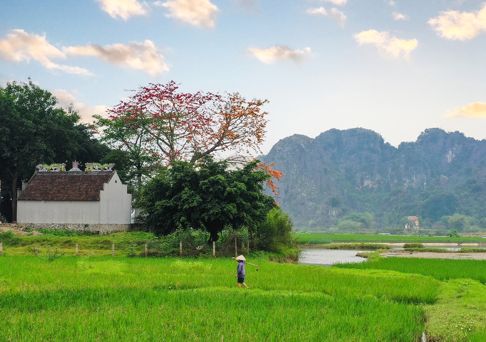 Hoa gạo tháng Ba