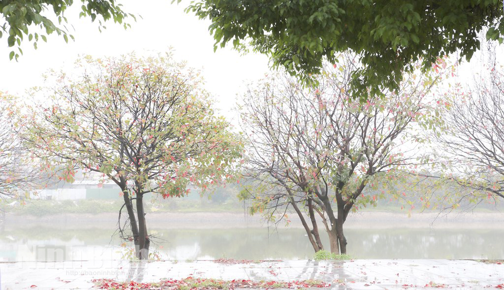 Sương mù giăng lối…