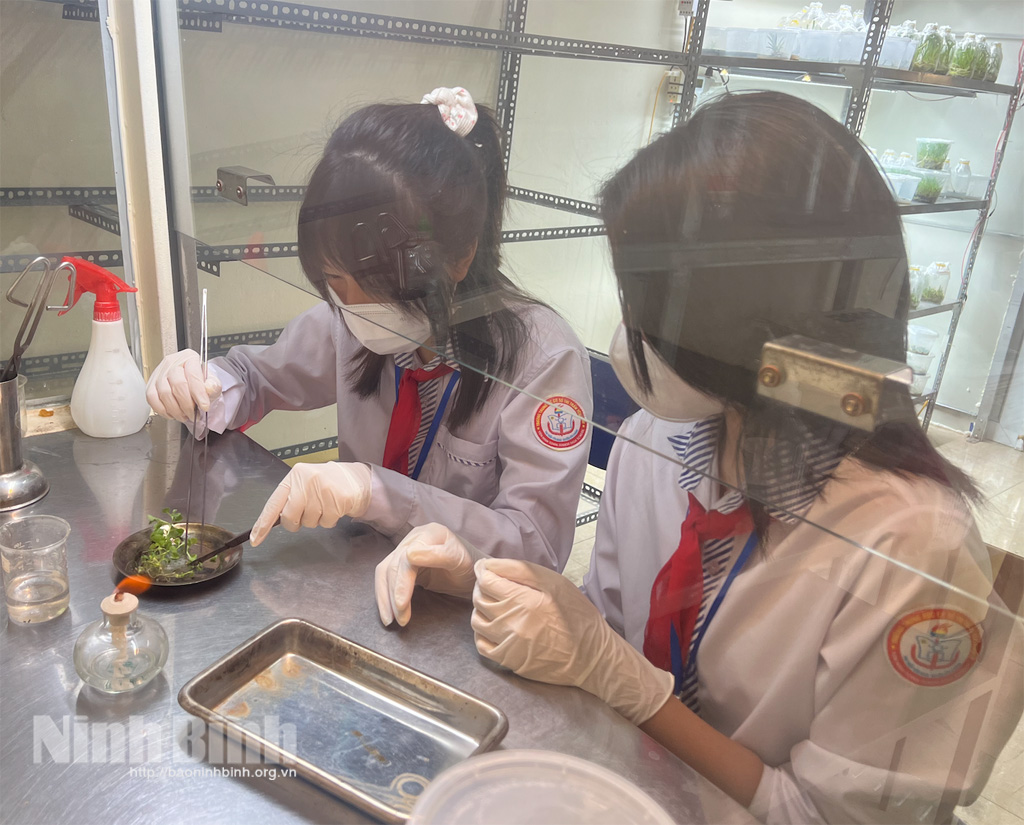 Nhân giống và bảo tồn cúc Hoàng Long Cảo hướng đi mới nhiều hứa hẹn cho nông nghiệp Ninh Bình