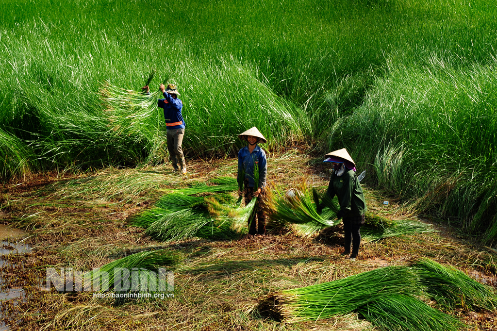 Kim Sơn mùa thu hoạch cói