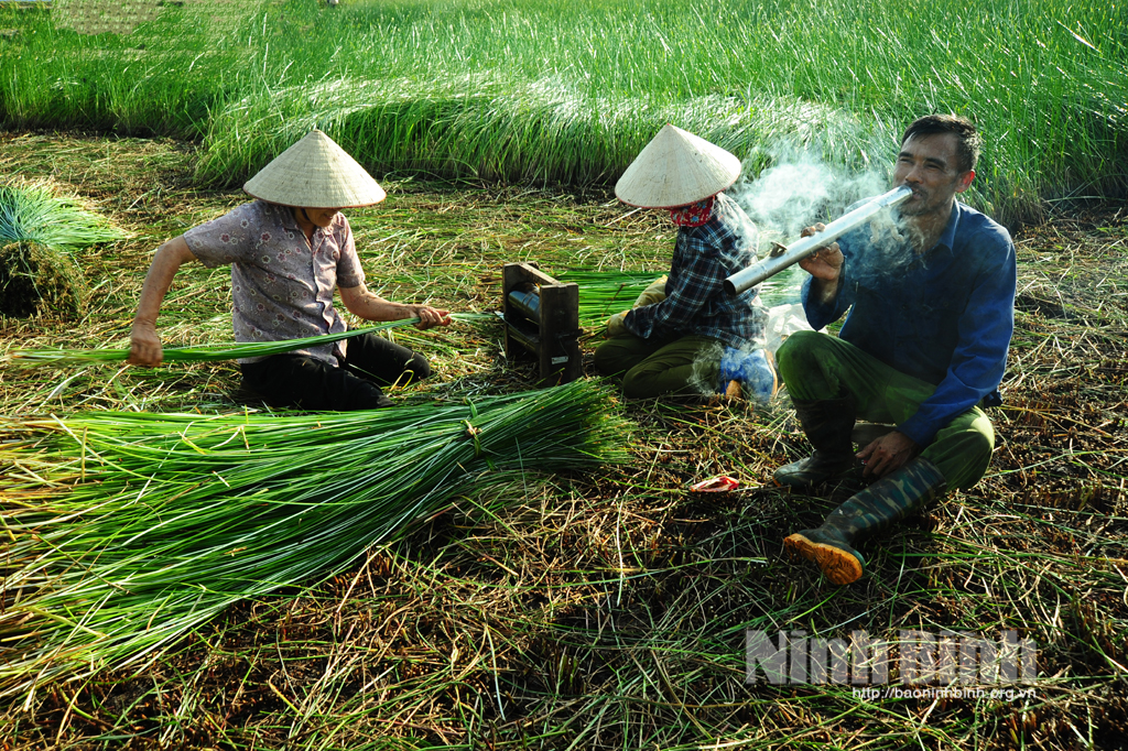 Kim Sơn mùa thu hoạch cói