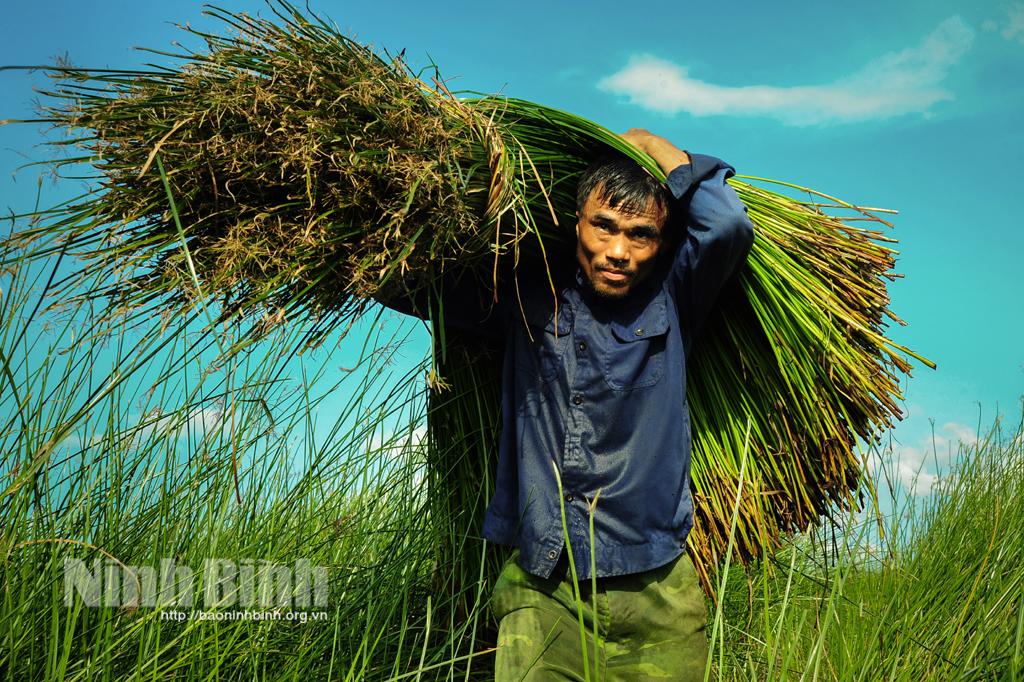 Kim Sơn mùa thu hoạch cói