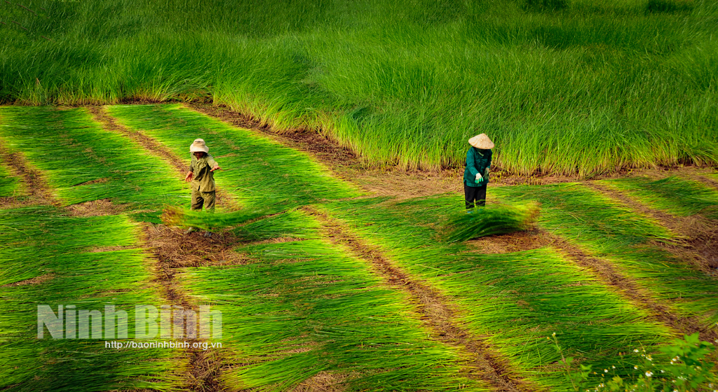 Kim Sơn mùa thu hoạch cói