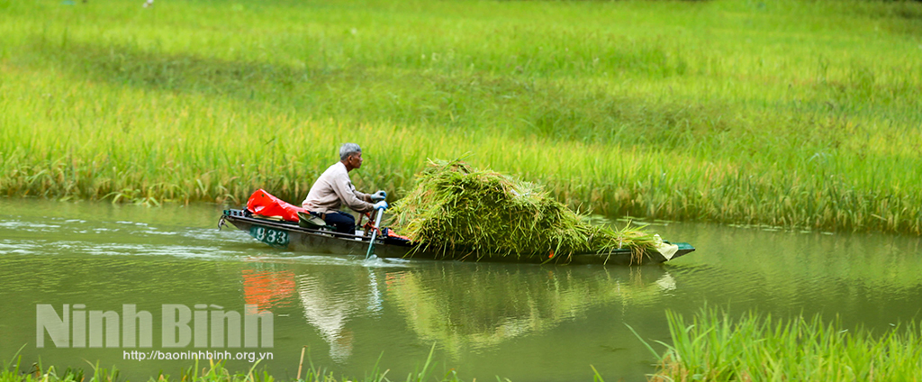 Mùa gặt ở Tam Cốc