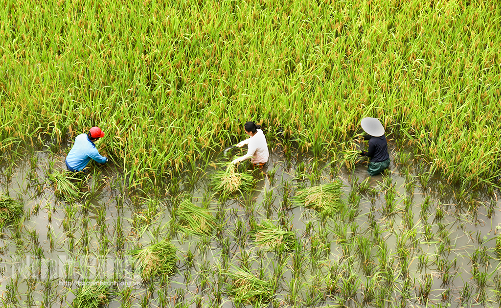 Mùa gặt ở Tam Cốc