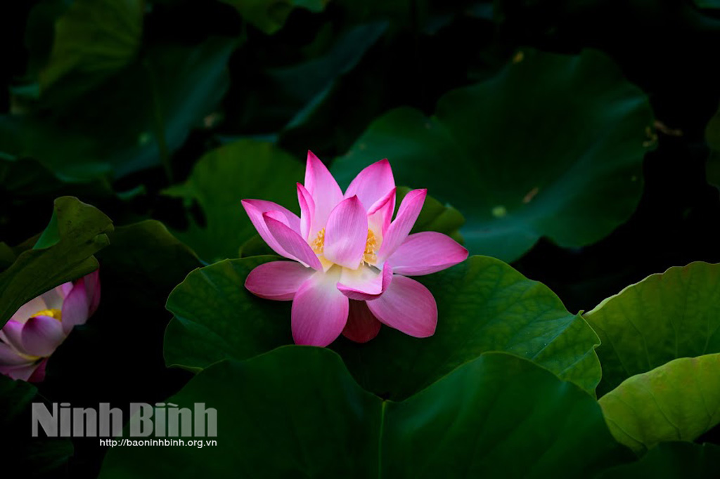 Lặng thầm hương sen