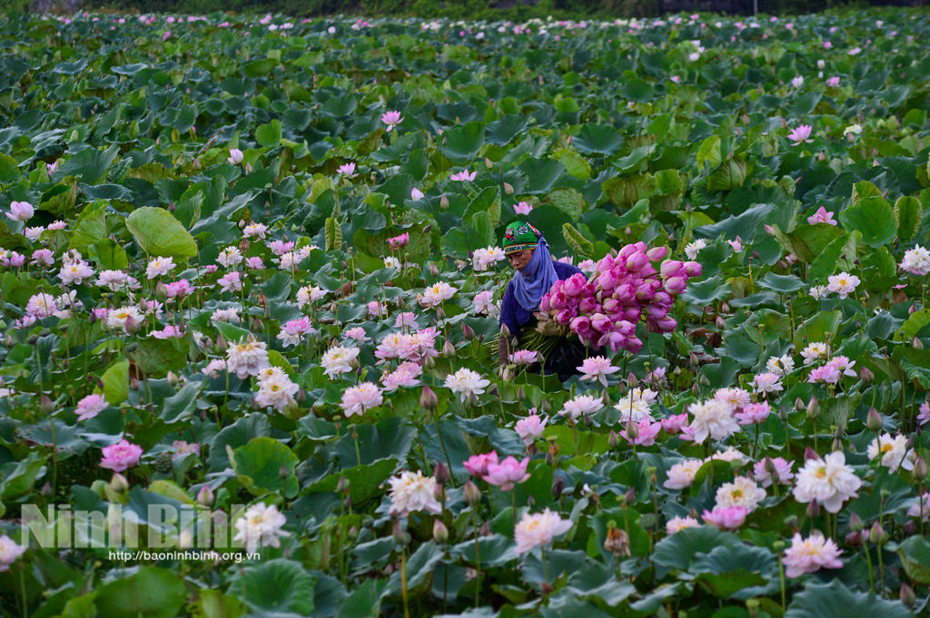 Lặng thầm hương sen