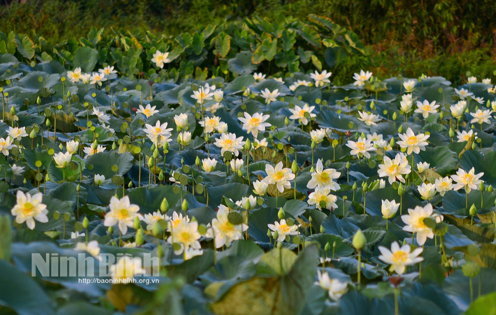 Lặng thầm hương sen