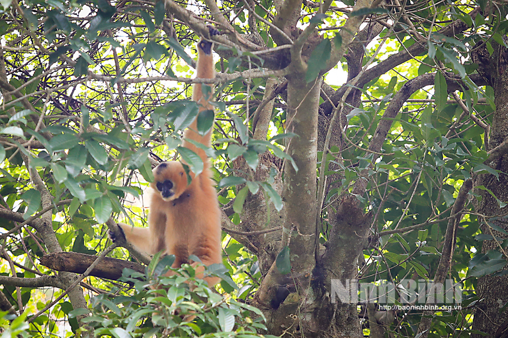 Ninh Binh works hard to protect biodiversity