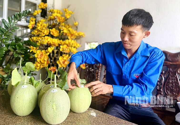 Thu hàng trăm triệu đồng nhờ trồng dưa lưới hữu cơ
