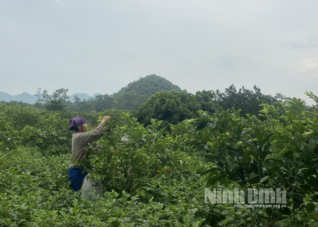 Hiệu quả nguồn vốn tín dụng chính sách ở Tam Điệp