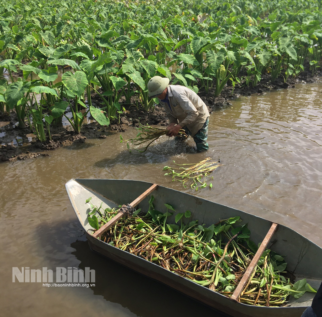 Yên Mô Phát triển nông nghiệp hữu cơ tạo hướng đi bền vững