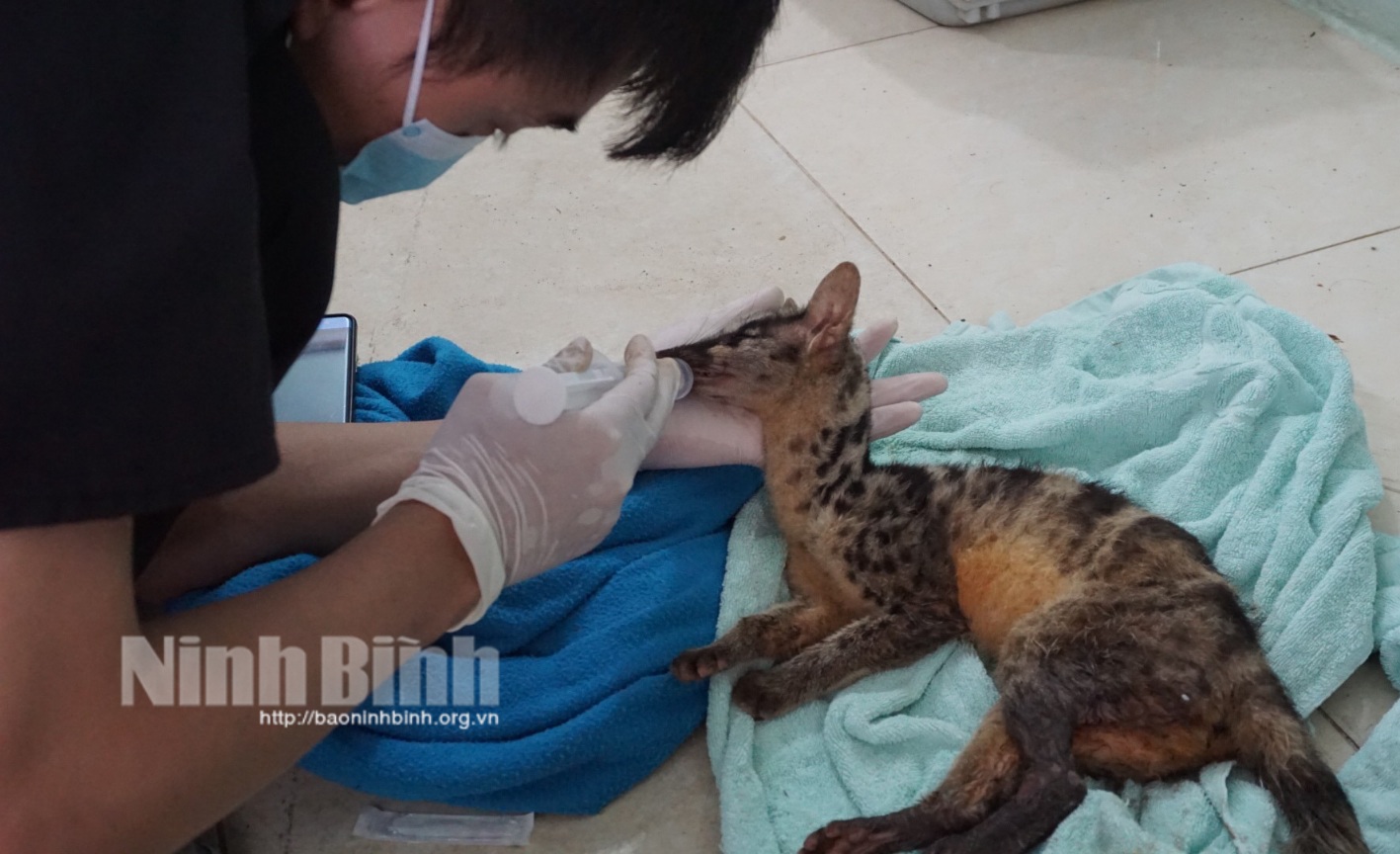 Cứu hộ khẩn cấp hai cá thể Cầy vằn bắc quý hiếm